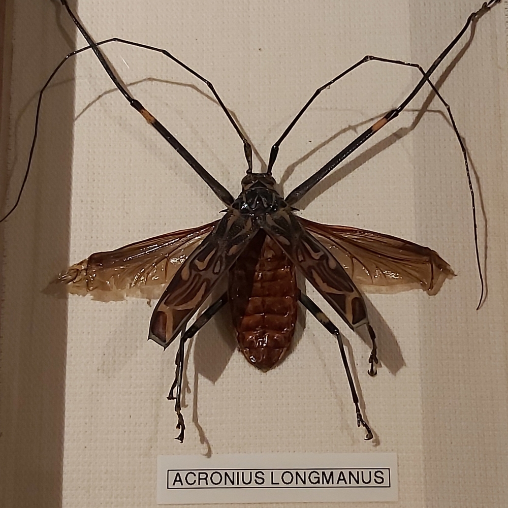 Framed Acronius Longmanus Insect Display - Picture 2 of 2